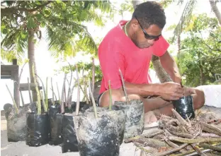  ?? Photo: WWF-Pacific ?? A Nacula villager potting mangrove propagules.