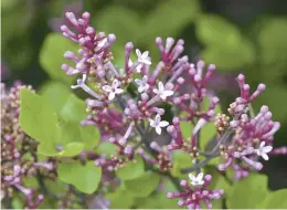  ?? JOHN HAGSTROM/CHICAGO BOTANIC GARDEN ?? Palibin Meyer lilac (Syringa meyeri ‘Palibin’) blooms slightly later and can tolerate a bit more shade than old-fashioned common lilac (Syringa vulgaris).