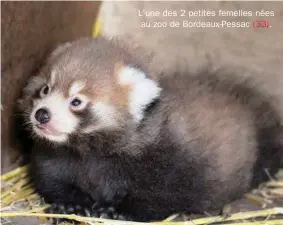  ??  ?? L’une des 2 petites femelles nées au zoo de Bordeaux-Pessac (33).