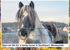  ??  ?? Open- air life for a hardy horse in Southport, Merseyside