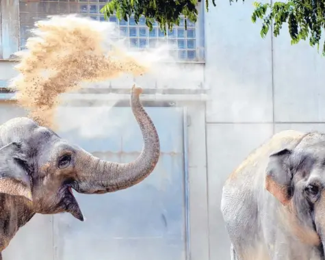  ?? Foto: Silvio Wyszengrad ?? Der Augsburger Zoo ruft um Hilfe und wirbelt damit mächtig Staub auf. Burma und Targa sind die beiden letzten Elefanten im schwäbisch­en Tierpark. Um auch künftig die Tiere halten zu können, ist eine neue Anlage nötig – und die ist teuer.