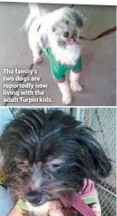  ??  ?? The family’s two dogs are reportedly now living with the adult Turpin kids.