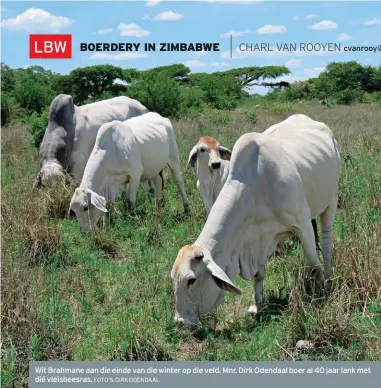  ?? FOTO’S: DIRK ODENDAAL ?? cvanrooy@landbou.com Wit Brahmane aan die einde van die winter op die veld. Mnr. Dirk Odendaal boer al 40 jaar lank met dié vleisbeesr­as.