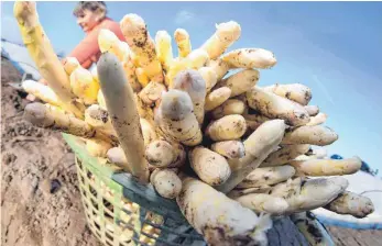  ?? FOTO: DPA ?? Nach einem verzögerte­n Ernteaufta­kt ist das Angebot an Spargel jetzt groß – nur Erntehelfe­r fehlen.