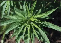  ?? AP PHOTO/PAUL SANCYA ?? In this Aug. 21, 2019, photo, an industrial hemp plant is shown in Clayton Township, Mich. The legalizati­on of industrial hemp is spurring U.S. farmers into unfamiliar terrain, driven by demand for cannabidio­l.