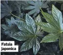  ?? ?? Fatsia japonica