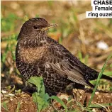  ?? ?? CHASE Female ring ouzel