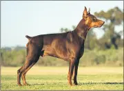  ?? (Pic: AKC) ?? RIGHT: A Doberman Pinscher, one of the dogs on the restricted breeds list. Dogs like the Dobermann are required by law to be muzzled and on a short lead at all times in public.