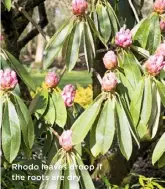  ??  ?? Rhodo leaves droop if the roots are dry