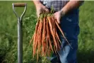  ?? Marcio José Sánchez/AP ?? Jeff Huckaby, president and CEO of Grimmway, holds a freshly picked bundle of carrots in New Cuyama. Photograph: