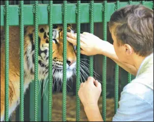  ?? EFREM LUKATSKY/AP PHOTO ?? Natalia Popova, 50, pets a tiger at her animal shelter in Kyiv region, Ukraine. Popova, in cooperatio­n with the animal protection organizati­on UA Animals, has already saved more than 300 animals from the war, 200 of them were sent abroad, and 100 found a home in most western regions of Ukraine, which are considered to be safer.