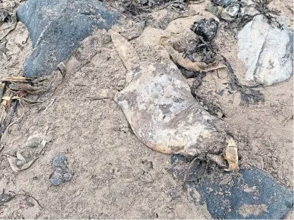  ??  ?? The carcase of the skinned beaver was found on Broughty Ferry beach.