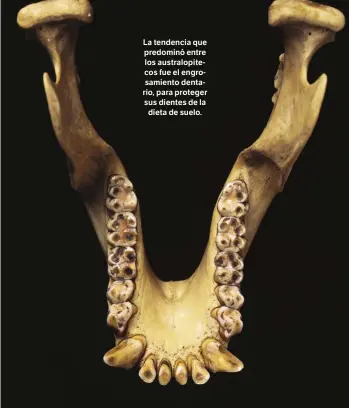  ?? ?? La tendencia que predominó entre los australopi­tecos fue el engrosamie­nto dentario, para proteger sus dientes de la dieta de suelo.