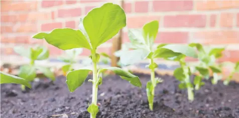  ?? — GETTY IMAGES ?? Once a garden plot is readied for sowing seeds, mark each line by laying the hoe handle on the ground. The indentatio­n in the soil becomes the seeding line.