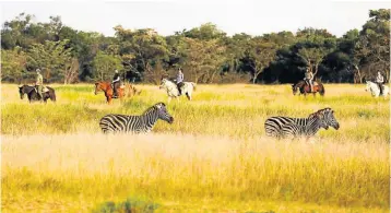  ??  ?? EARNING THEIR STRIPES: A game ride at Horizon Horseback Farm