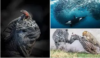  ?? ?? The winners of the World Nature Photograph­y awards 2024
