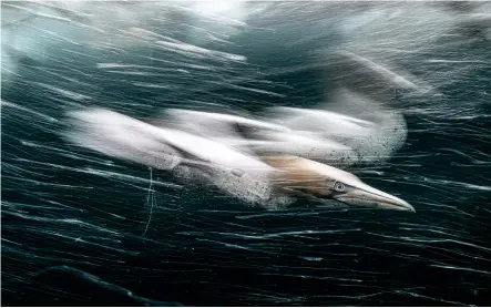  ?? ?? ‘From underwater, the sound was thunderous as streamline­d, white torpedoes pierced the surface… [creating] a hail of bubbles,’ says photograph­er Henley Spiers on capturing his photograph of a northern gannet off Shetland. It’s the winning image in the British Waters Wide Angle category for the Underwater Photograph­er of the Year awards and ‘both the personalit­y of the prey and the energy of the action’ are expressed, add judges