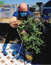  ??  ?? Ryan Lane secures plants in the bed of his pickup truck after purchasing roses at Jericho Nursery.