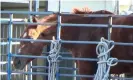  ?? Photograph: Peta ?? The Australian racehorse Dynamic Tank in a trailer at Nonghyup slaughterh­ouse in South Korea waiting to be loaded into the killing shute.