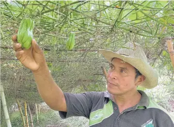  ??  ?? Pendiente. Don Odilson Anzora cuida cada detalle en la producción de su huerto casero.