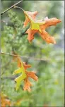  ?? Robert Marra / Connecticu­t Agricultur­al Experiment Station / Contribute­d photo ?? Oak leaves turn brown when the tree is infected with the oak wilt fungus.