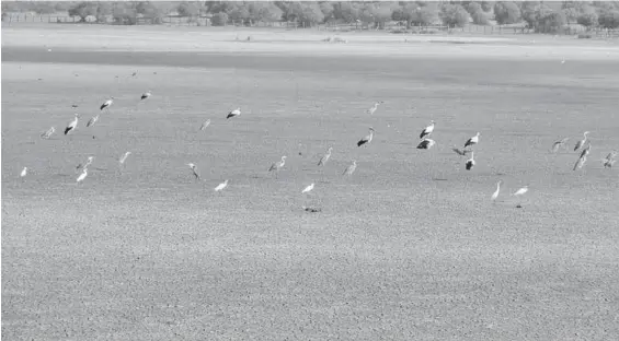  ?? EUROPA PRESS ?? Estado de una laguna en las marismas de Doñana, que ha visto desaparece­r el agua.