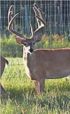  ?? LAURIE SEALE ?? A male white-tailed deer stands in a captive cervid facility in Wisconsin.