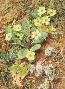  ??  ?? Bank of Primroses and Blackthorn by William Holman Hunt