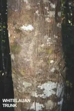  ?? WHITELAUAN TRUNK ??