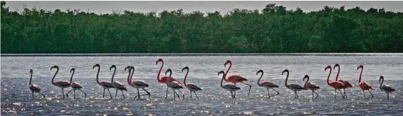  ?? Tribune News Service file ?? Flamingos cross a mud flat in Everglades National Park. A bill to make permanent a fund to protect national parks from private developmen­t is under considerat­ion.