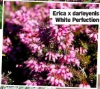  ?? ?? erica x darleyenis white Perfection