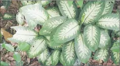  ??  ?? Dieffenbac­hia is a poisonous plant that is also known as dumb cane.