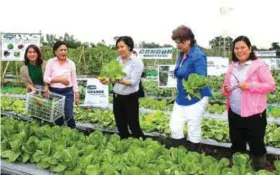  ??  ?? Two balikbayan friends of Senator Villar (third and fourth from left) enthusiast­ically participat­ed in the Lettuce Harvest Festival. They were joined by NCR Area Sales Manager Dorry Fadriquela (left) and executive assistant Rowena Bienes (right), both of Allied Botanical Corporatio­n.