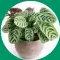  ??  ?? Prayer plant
(Maranta)