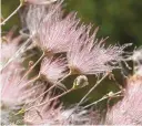  ??  ?? Apache plume, West Side