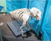  ?? PATRICK CONNOLLY/ORLANDO SENTINEL ?? A manatee skeleton is displayed at the exhibit. Manatee bones once were thought to suggest the existence of mermaids.