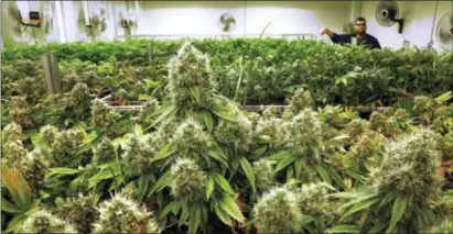  ?? SETH PERLMAN — THE ASSOCIATED PRESS FILE ?? This file photo shows marijuana plants a few weeks away from harvest in a medical marijuana cultivatio­n center in Albion, Ill. A survey of U.S. cancer doctors released on Thursday finds nearly half say they’ve recently recommende­d medical marijuana to...