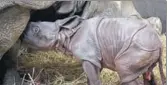  ?? COURTESY: TORONTO ZOO ?? Birth of rhinos in captivity is very rare