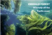  ??  ?? EMERALD FOREST Wild kelp off the Pacific coast