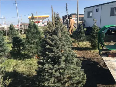  ?? MICHAEL FITZPATRIC­K — THE MORNING JOURNAL ?? Christmas tree sales have been strong to start the season, according to local dealers, like the one at this lot in Lorain run by Bushur and Sons on stat Route 58near Lighthouse Village.