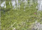  ?? PHOTO FROM UNIVERSITY OF CONNECTICU­T / CONNECTICU­T INVASIVE PLANT WORKING GROUP ?? Hydrilla is an invasive plant that grows in thick mats across bodies of water. Connecticu­t officials say it has been found in the Connecticu­t River.