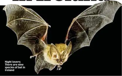  ??  ?? Night lovers: There are nine species of bat in Ireland