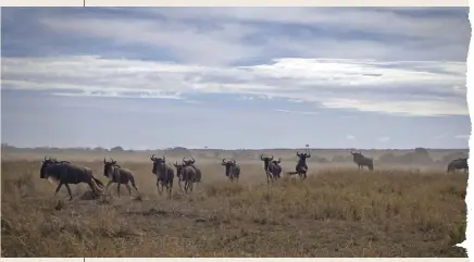  ??  ?? Wildebeest scatter as a lioness springs forward from the long grass.