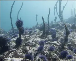  ?? SCOTT GROTH VIA THE ASSOCIATED PRESS ?? A destroyed kelp forest filled with an explosion of purple sea urchins is seen off the Oregon coast near Port Orford, Ore.