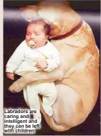  ??  ?? Labradors are caring and intelligen­t and they can be left with children