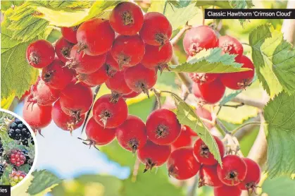  ?? ?? Blackberri­es
Classic: Hawthorn ‘Crimson Cloud’ 02 Caption White