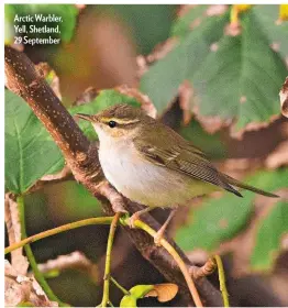  ??  ?? Arctic Warbler, Yell, Shetland, 29 September