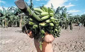  ?? JAIME PUEBLA ASSOCIATED PRESS FILE PHOTO ?? A man carries a large bunch of bananas from a plantation in Honduras. Food workers around the world labour under harsh conditions, often with no protection­s. Julie Francoeur writes that her organizati­on works at improving those conditions.