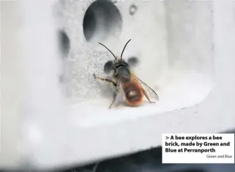  ?? Green and Blue ?? > A bee explores a bee brick, made by Green and Blue at Perranport­h