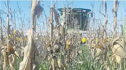  ??  ?? Cultivo de servicio. Sembrados de forma anticipada de manera aérea previo a la cosecha de maíz. cuenta las condicione­s de clima y suelo en cada caso.